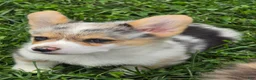 Welsh Corgi Pembroke dogs for sale: Stunning Stanley  - Ad 9