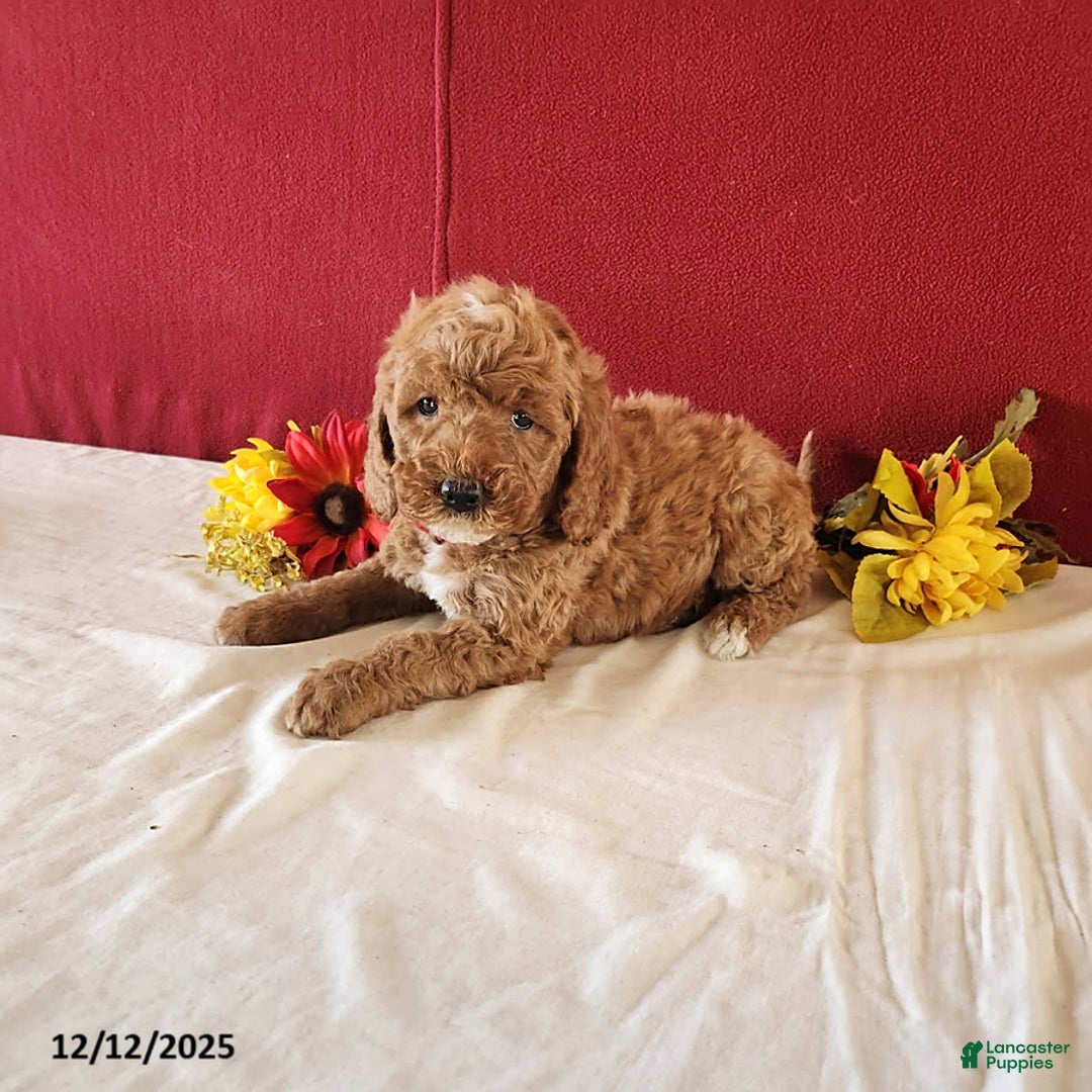 Goldendoodle dogs for sale: Harry - Ad 1