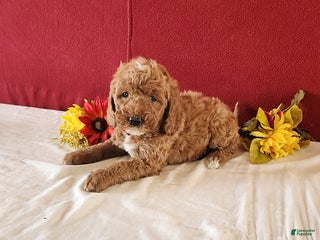 Goldendoodle dogs Harry - Ad 8
