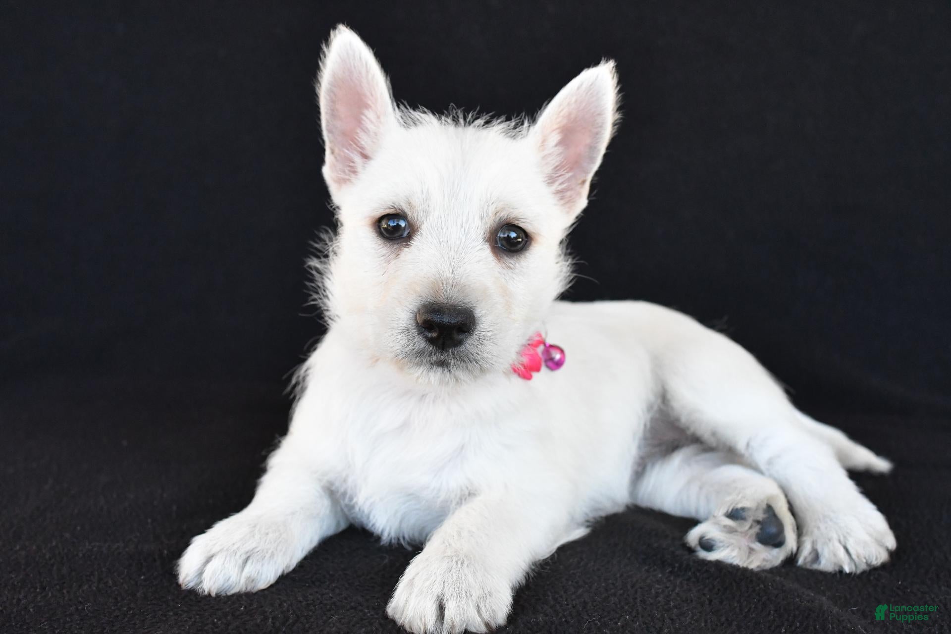 West Highland Terrier dogs for sale: Kenzie - Ad 2