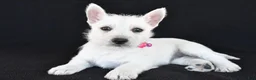 West Highland Terrier dogs for sale: Kenzie - Ad 2