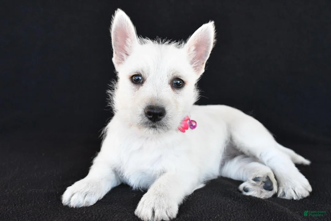 West Highland Terrier dogs for sale: Kenzie - Ad 2