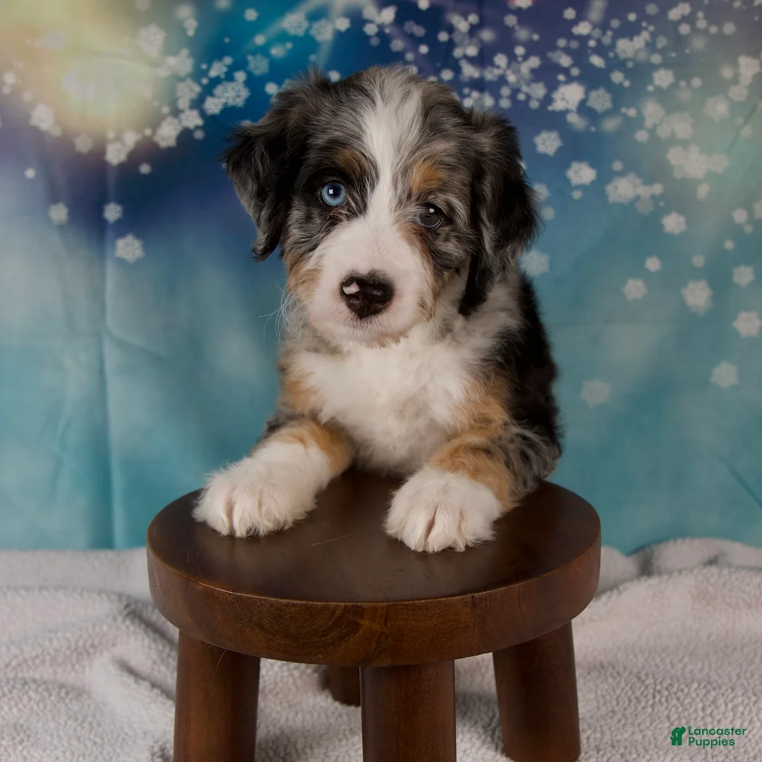 Mini Bernedoodle dogs for sale: Carrie - Ad 9