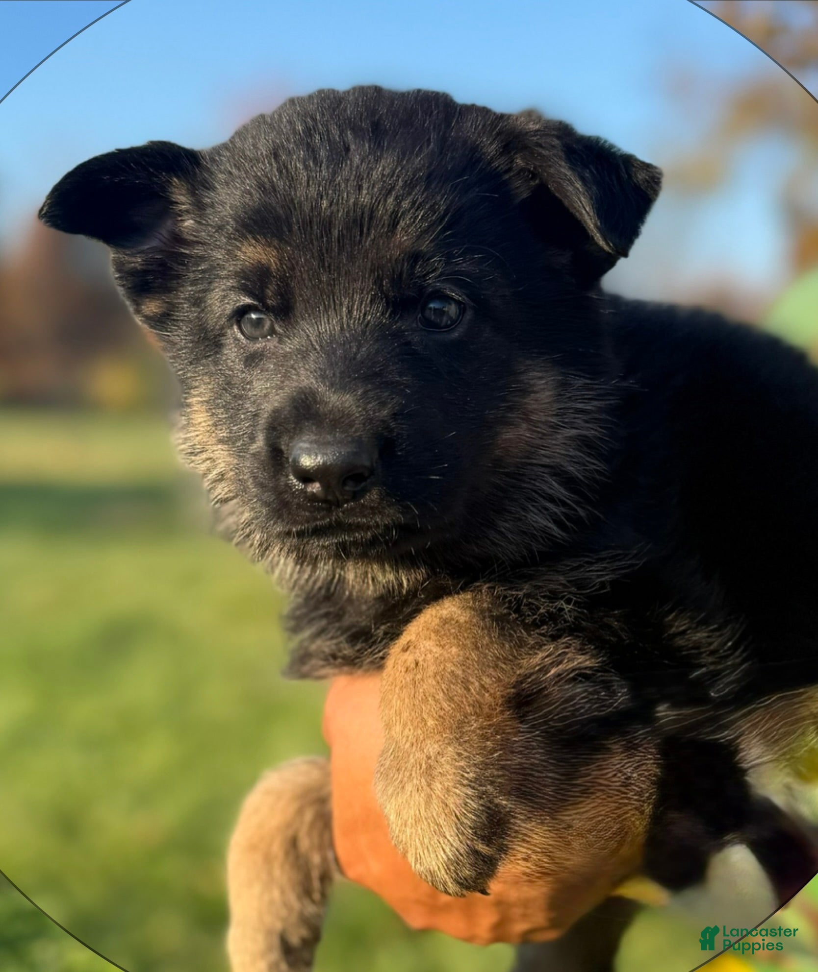 German Shepherd dogs for sale: Lime Collar - Ad 3