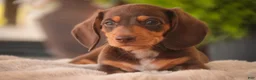 Miniature Dachshund dogs for sale: Peanut Butter Miniature Dachshund  - Ad 3