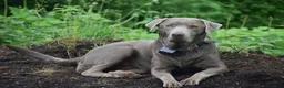 Labrador Retriever dogs for sale: Thunder - Ad 20