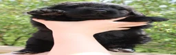 Newfoundland dogs for sale: Katydid - Ad 4