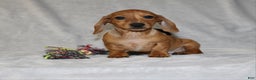 Miniature Dachshund dogs for sale: Cooper - Ad 12
