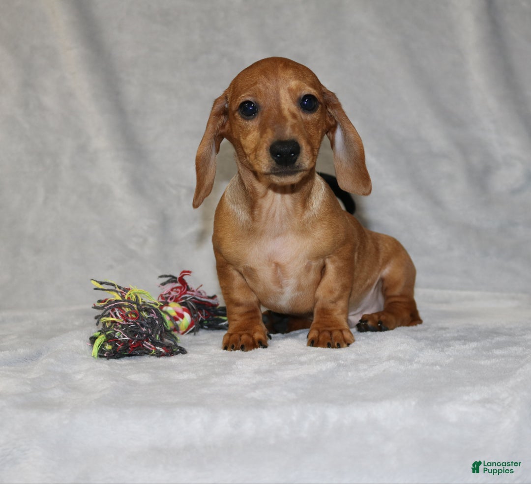 Miniature Dachshund dogs for sale: Cooper - Ad 12