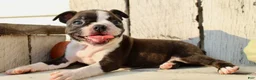 Boston Terrier dogs for sale: Freya Female AKC Boston Terrier - Ad 2
