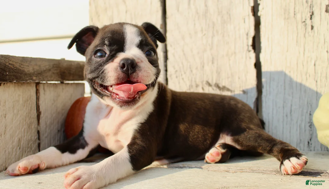 Boston Terrier dogs for sale: Freya Female AKC Boston Terrier - Ad 2