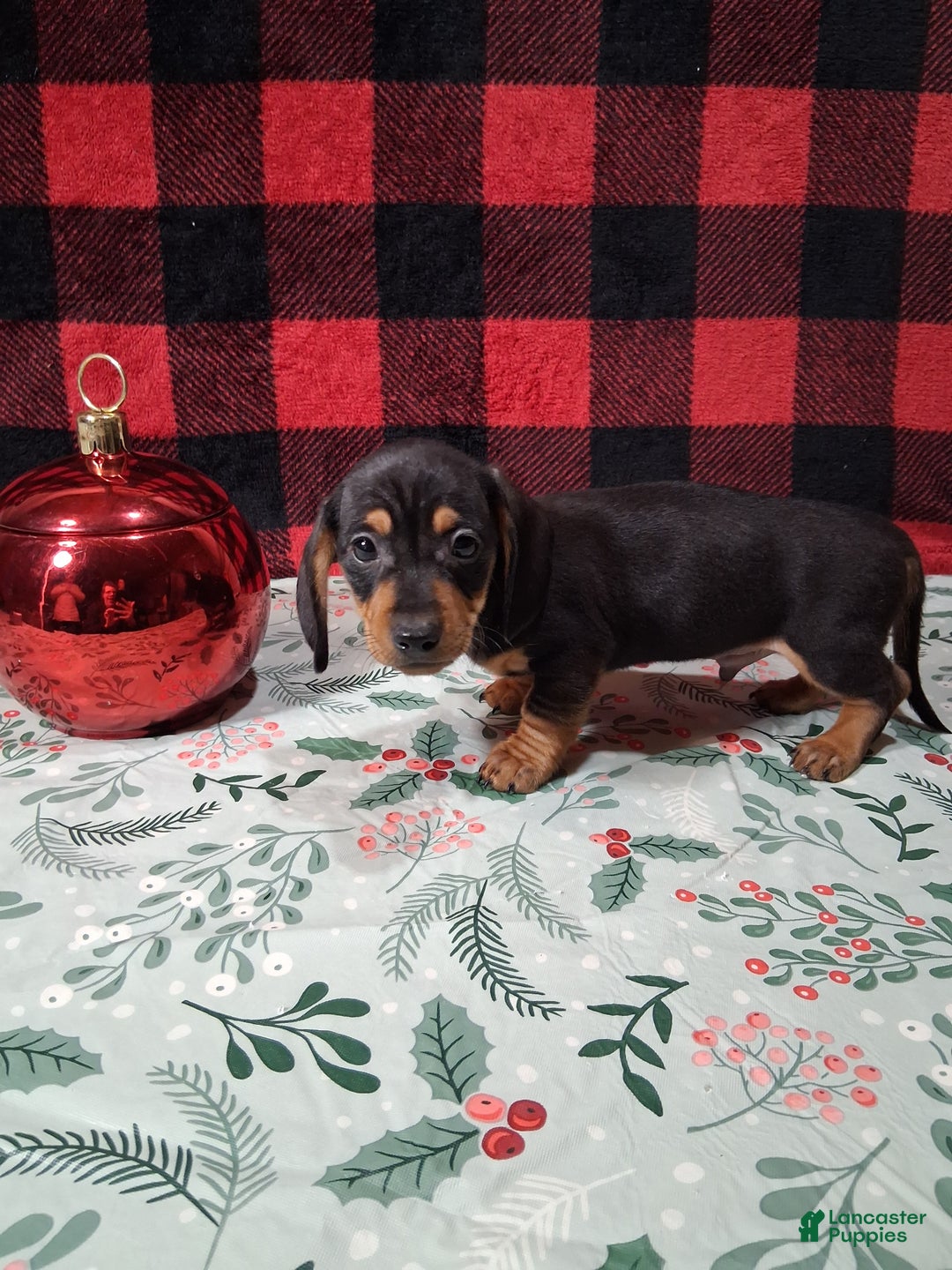 Miniature Dachshund dogs for sale: Snickers - Ad 5