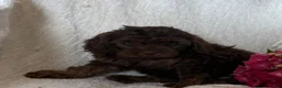Cavapoo dogs for sale: Stacy - Ad 3