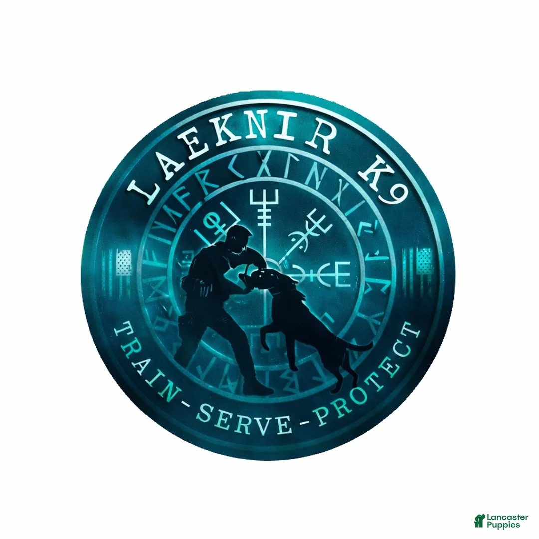 Belgian Malinois dogs for sale: Belgian Malinois - Red Collar - Ad 7