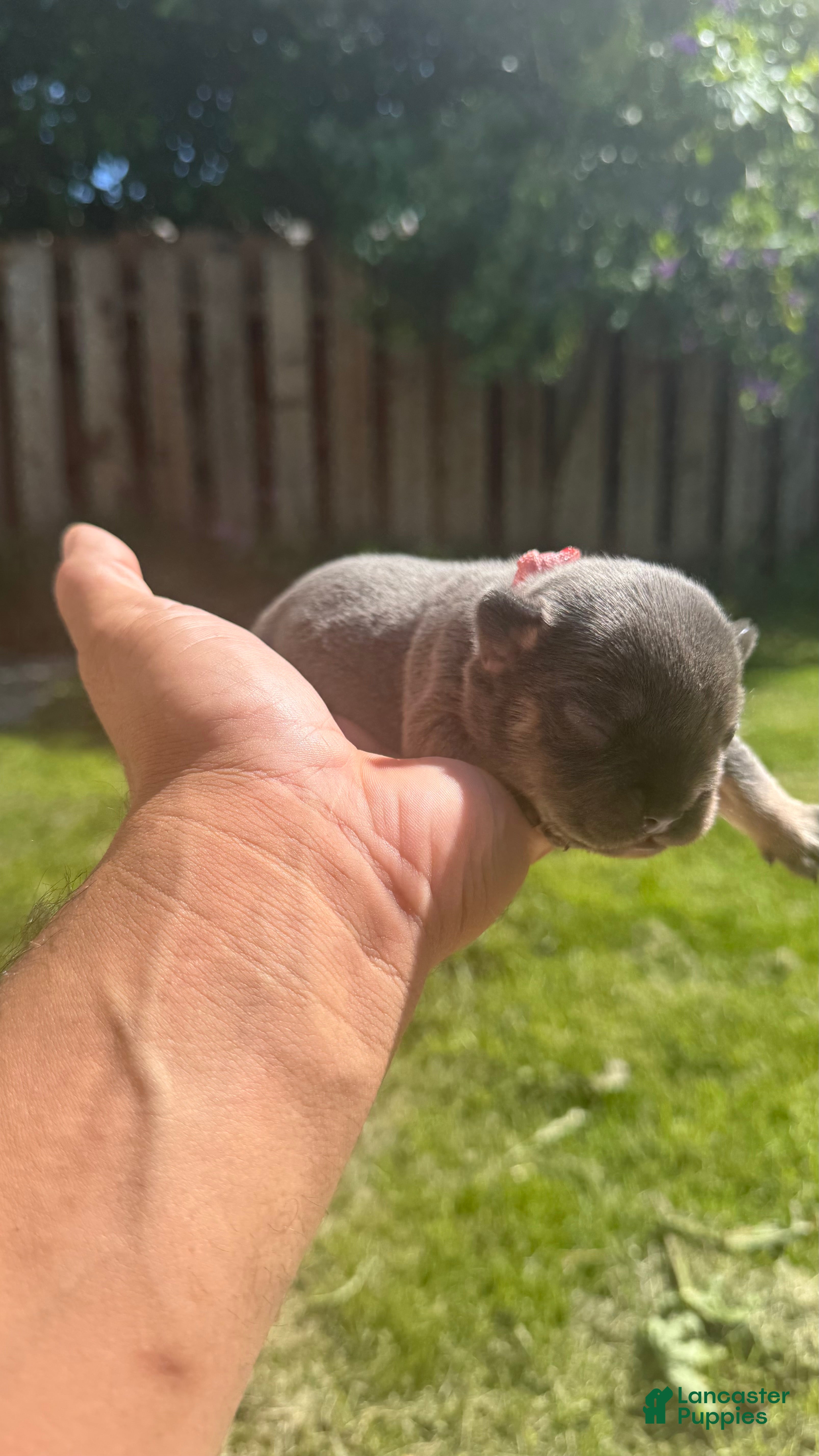 French Bulldog dogs June - Ad 35
