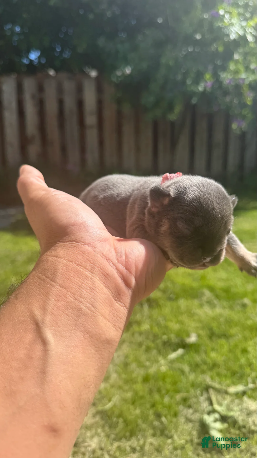 French Bulldog dogs for sale: June - Ad 1