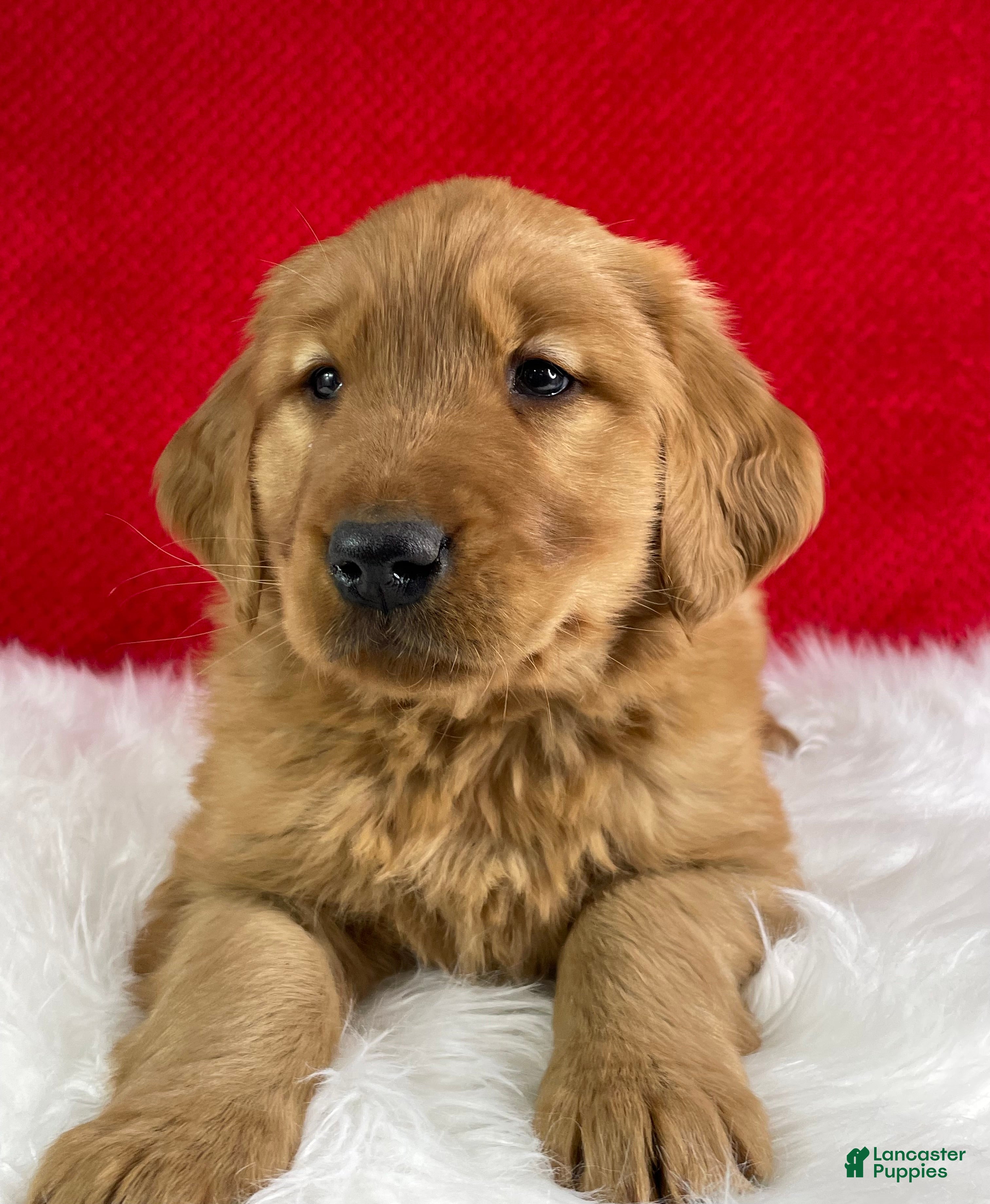 Golden Retriever dogs Baxter - Ad 2
