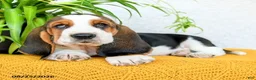 Basset Hound dogs for sale: Deacon - Ad 4