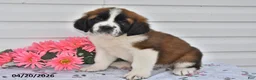 Saint Bernard dogs for sale: Bernie - Ad 1