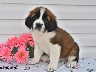Saint Bernard dogs for sale: Bernie - Ad 4