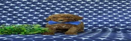 Mini Goldendoodle dogs for sale: Rumford 10 lbs full grown - Ad 3