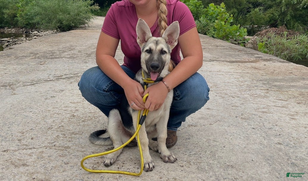 German Shepherd dogs Sandy - Ad 13