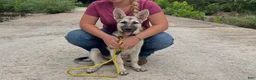 German Shepherd dogs for sale: Sandy - Ad 1