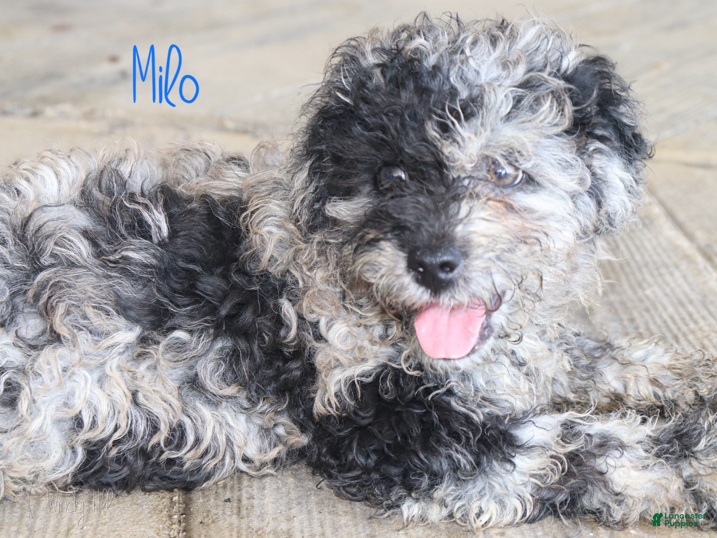 Mixed Breed dogs Milo - Ad 2