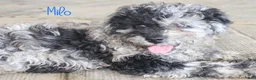 Mixed Breed dogs for sale: Milo - Ad 2