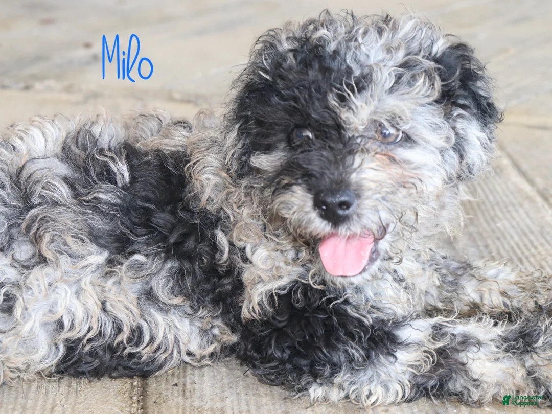 Mixed Breed dogs for sale: Milo - Ad 2