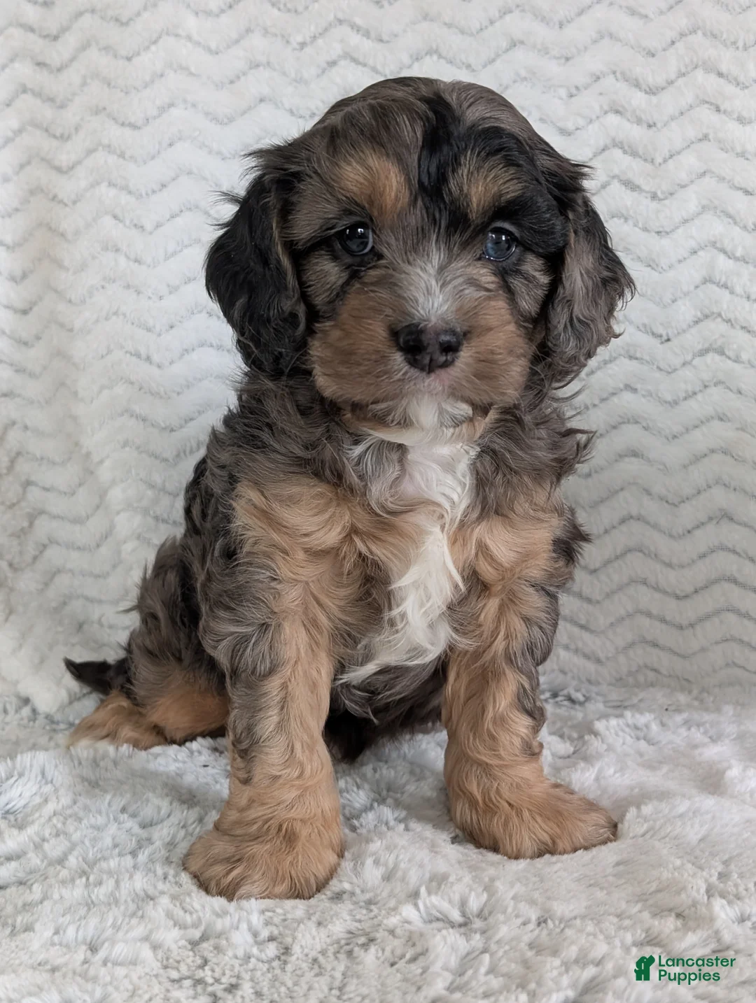 Cavapoo dogs for sale: Charlie  - Ad 2