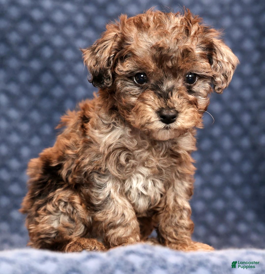 Miniature Poodle dogs for sale: Fulton - Ad 3