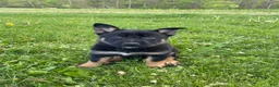 German Shepherd dogs for sale: Collar Tan  - Ad 7