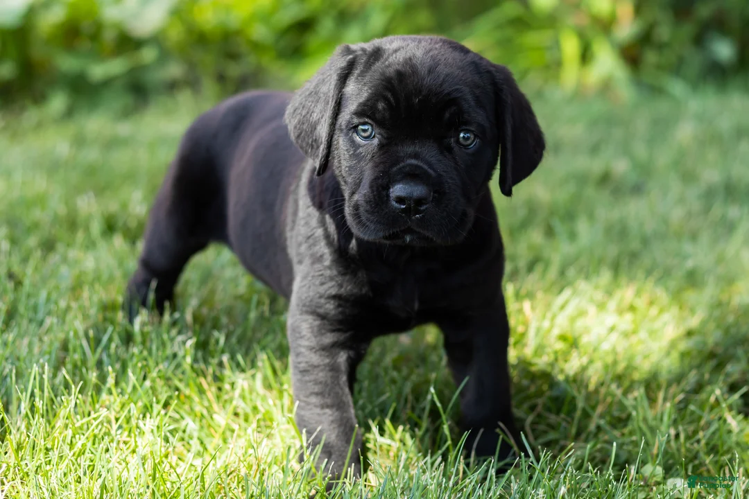 Cane Corso dogs for sale: Hunter - Ad 2