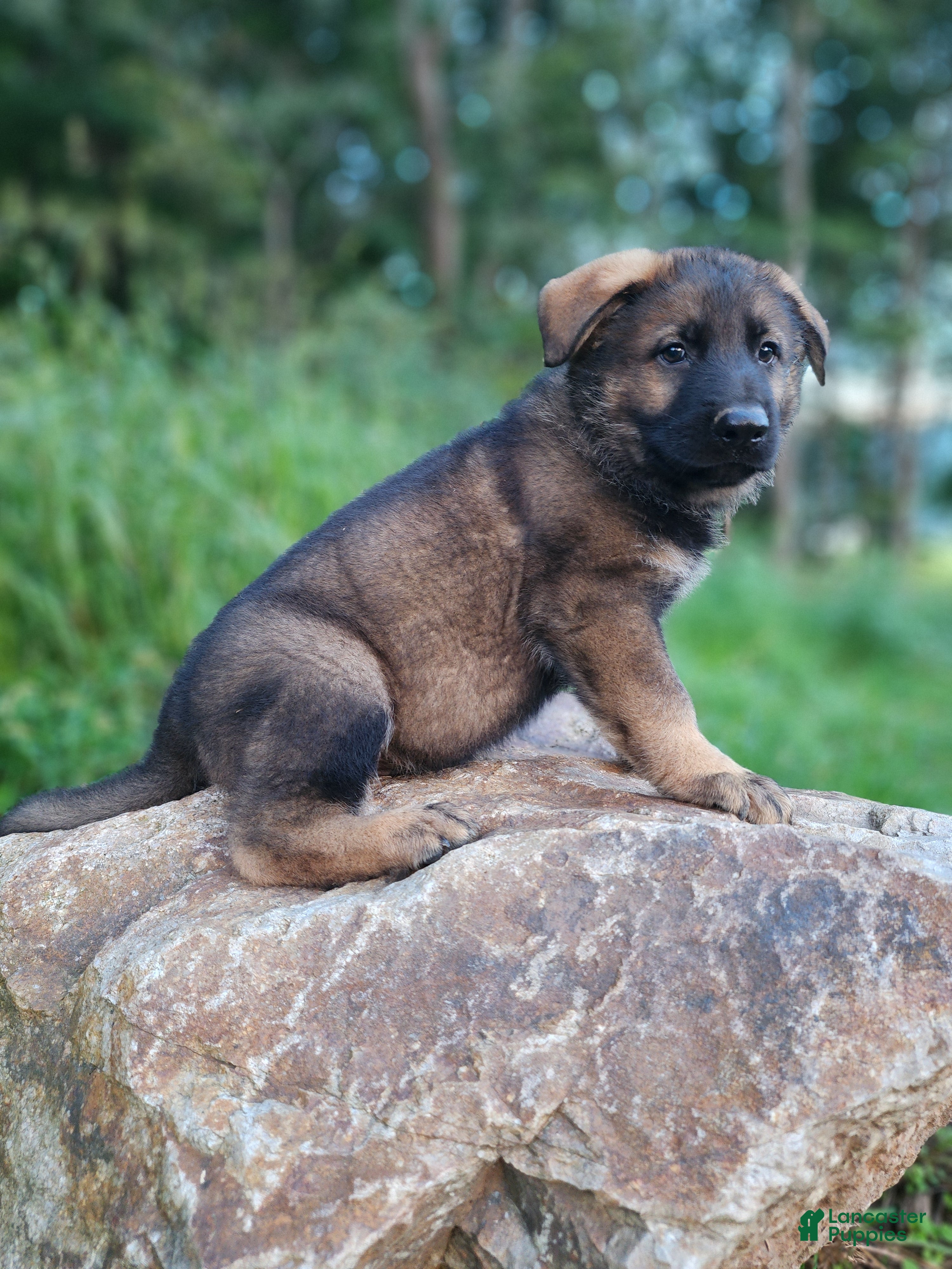 German Shepherd dogs  Tracker - Ad 1
