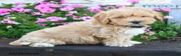 Maltipoo dogs for sale: Peter - Ad 4