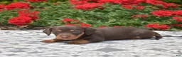 Miniature Dachshund dogs for sale: Viola  - Ad 6