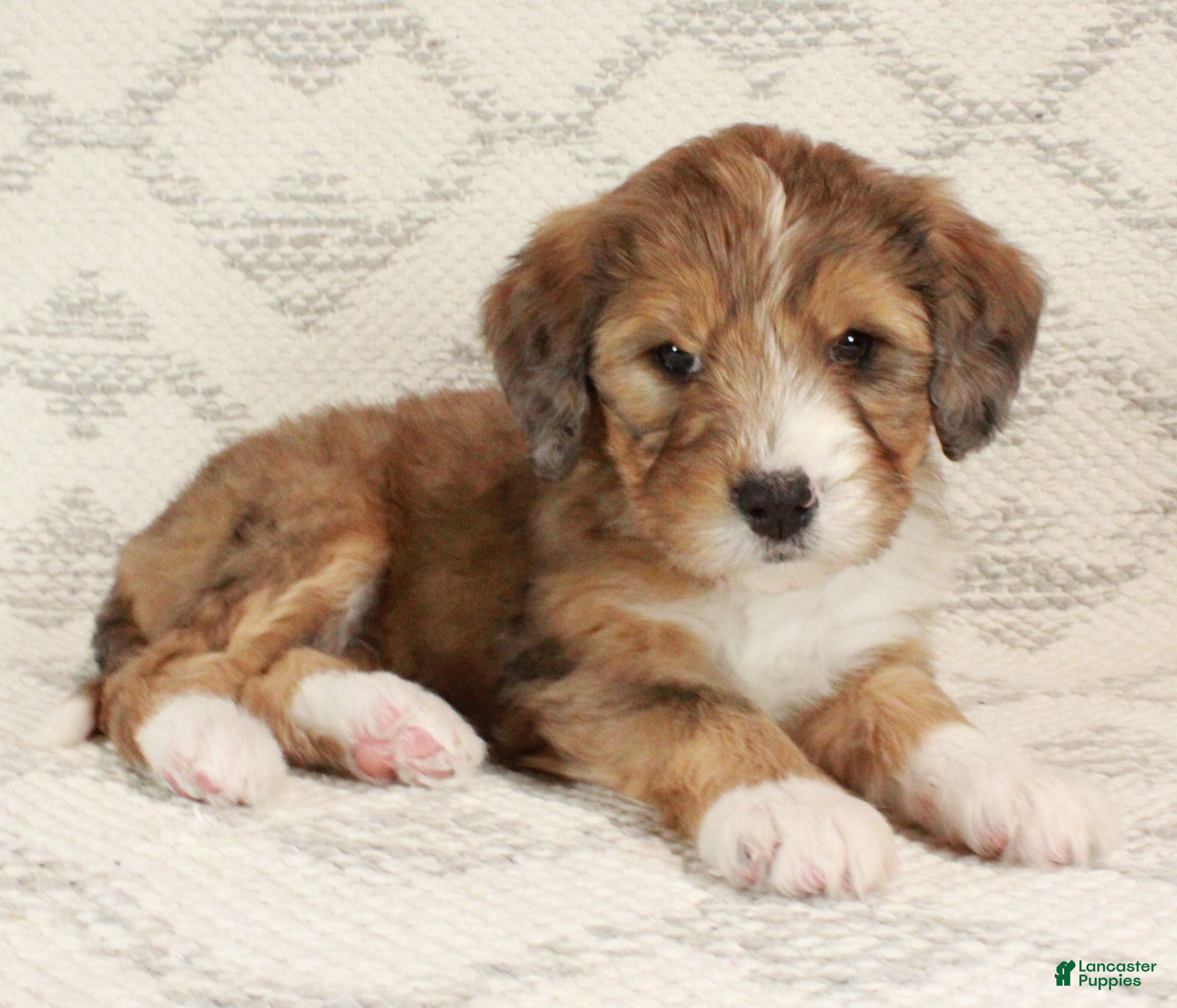 Bernedoodle dogs Chloe  - Ad 5