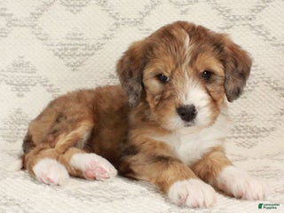 Bernedoodle dogs Chloe - Ad 5