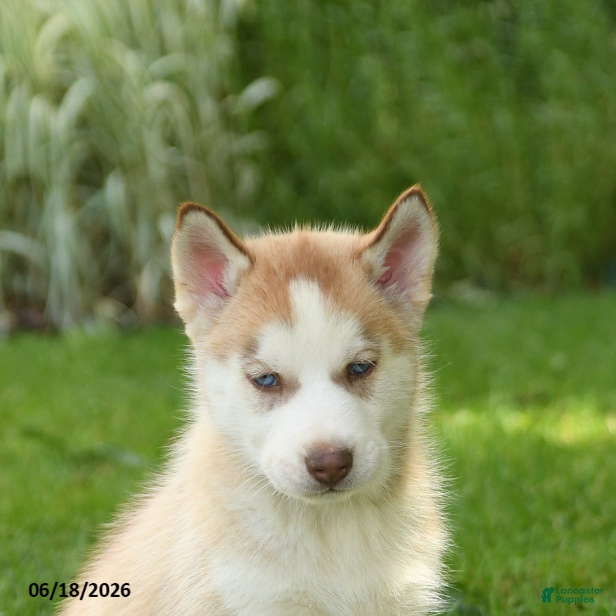 Siberian Husky dogs Harley - Ad 2