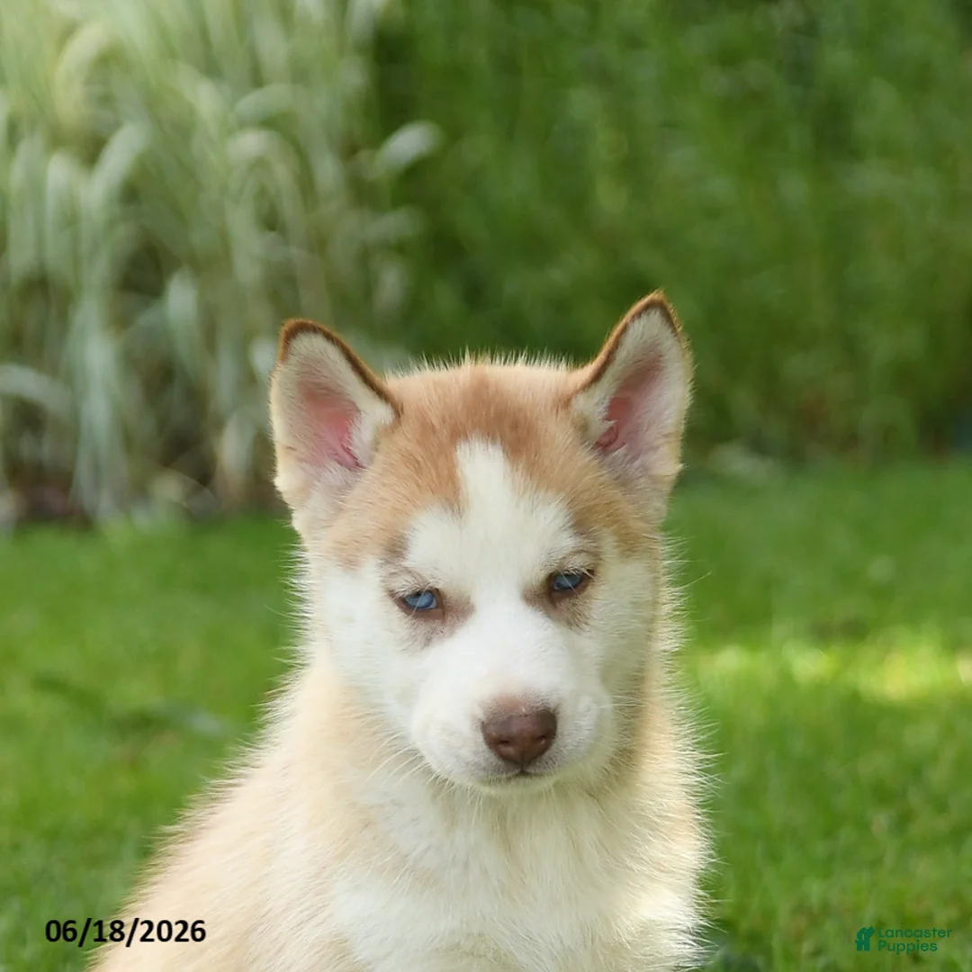 Siberian Husky dogs for sale: Harley - Ad 2