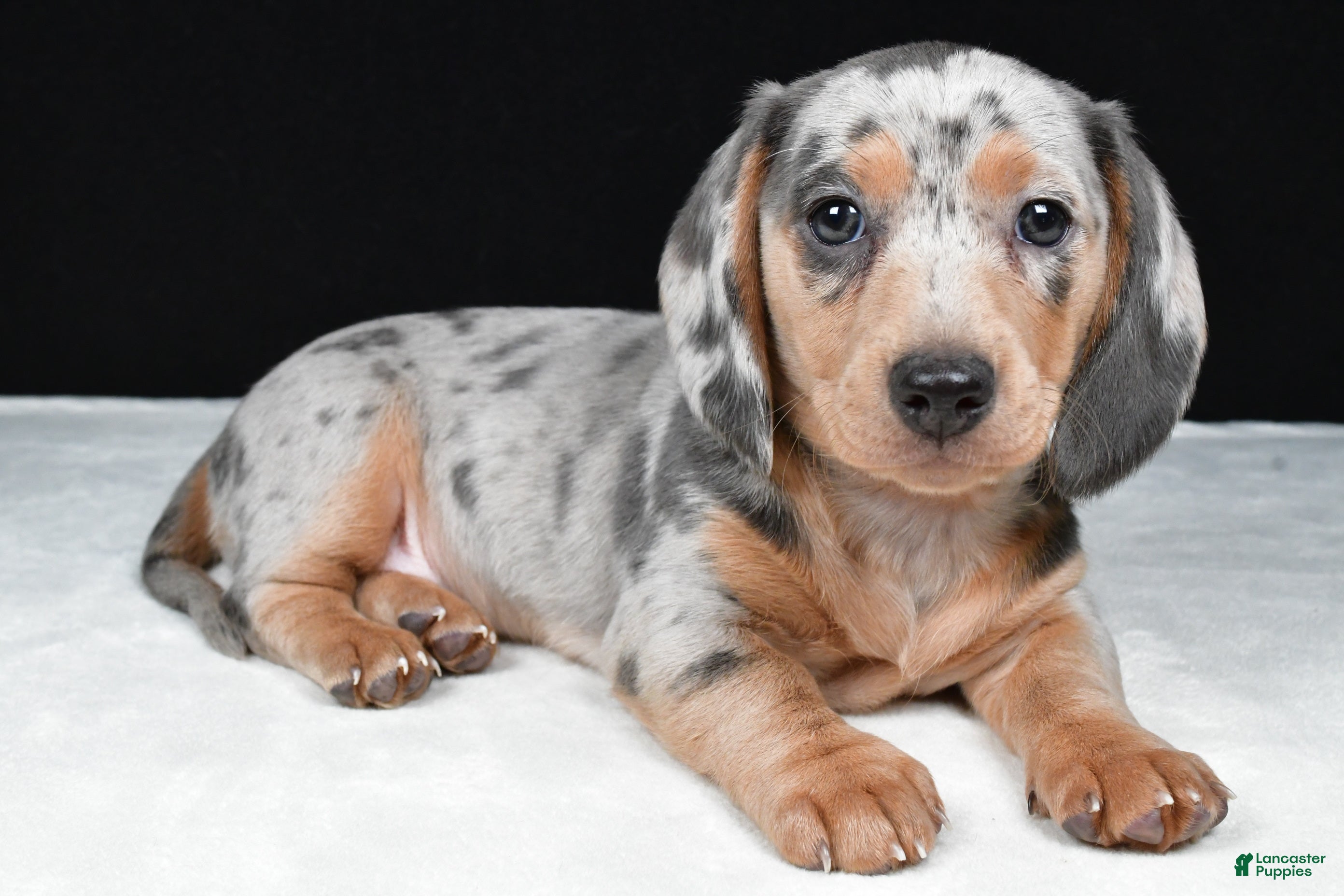 Miniature Dachshund dogs Bailey - Ad 1