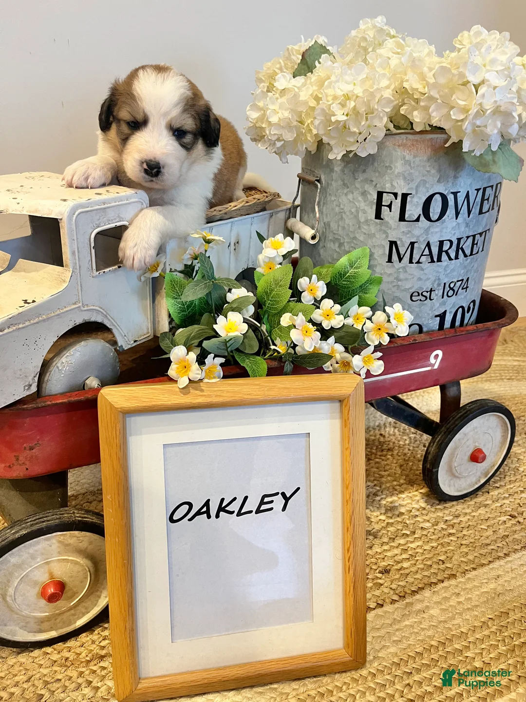 Mixed Breed dogs for sale: Oakley  - Ad 1