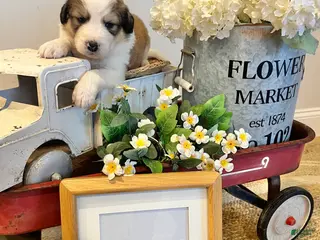Mixed Breed dogs Oakley - Ad 9