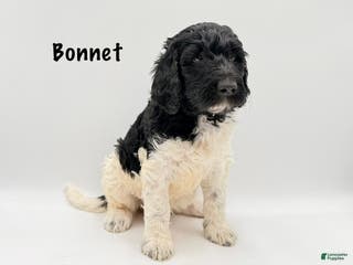 Goldendoodle dogs Bonnet - Ad 30