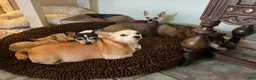 Mixed Breed dogs for sale: Frankie - Ad 14
