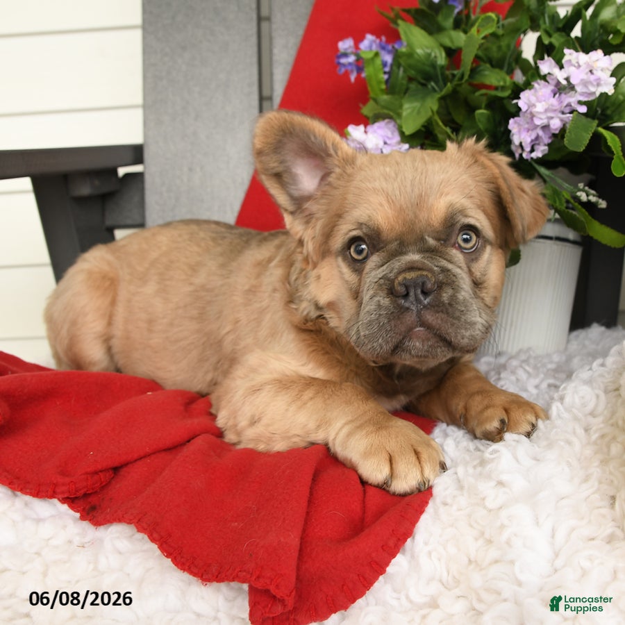 French Bulldog dogs Trouper - Ad 2