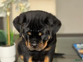 Rottweiler dogs Chip - Ad 3