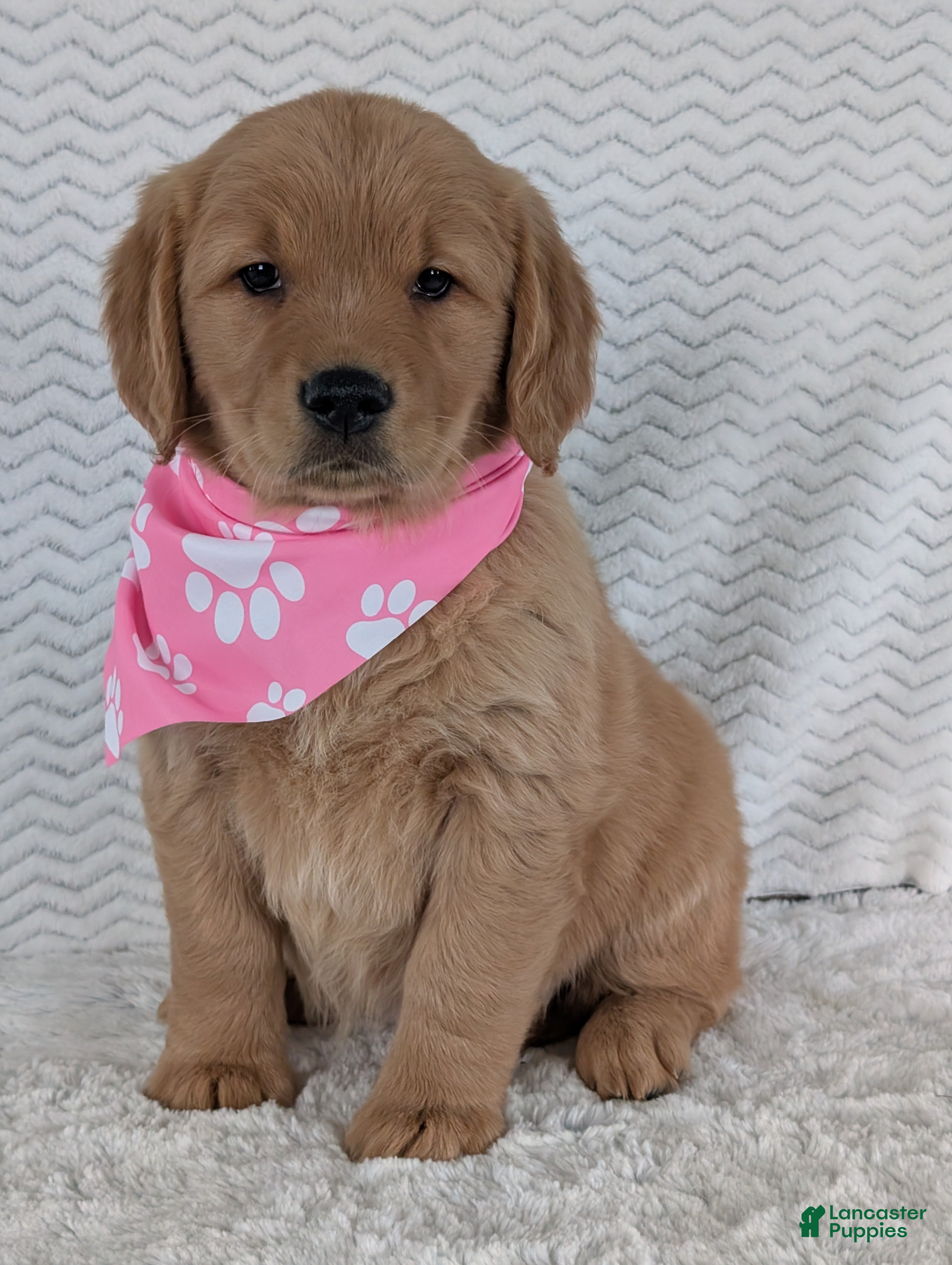 Golden Retriever dogs Miss Honey  - Ad 5