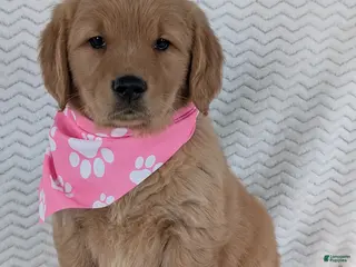 Golden Retriever dogs Miss Honey - Ad 14